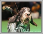 Filename=T_WickedWinnie_5.jpg
Filesize=221KiB
Dimensions=1190x937
Date added=Aug 11, 2017 T_WickedWinnie_5.jpg