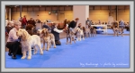 Filename=DogChallenge.jpg
Filesize=724KiB
Dimensions=1090x603
Date added=Aug 11, 2017 DogChallenge.jpg