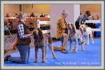Filename=PuppyDogChallenge.jpg
Filesize=888KiB
Dimensions=1090x727
Date added=Aug 11, 2017 PuppyDogChallenge.jpg