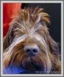 Filename=Spincognito_T-Ettore.jpg
Filesize=1049KiB
Dimensions=914x1090
Date added=Aug 11, 2017 Spincognito_T-Ettore.jpg