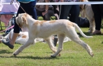 Filename=C-LimonCino_281129a.jpg
Filesize=174KiB
Dimensions=800x513
Date added=Aug 11, 2017 C-LimonCino_281129a.jpg