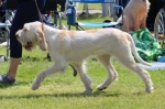 Filename=C-LimonCino_28629a.jpg
Filesize=187KiB
Dimensions=800x531
Date added=Aug 11, 2017 C-LimonCino_28629a.jpg