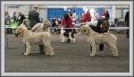 Filename=veteran_dog.jpg
Filesize=800KiB
Dimensions=1190x687
Date added=Aug 11, 2017 veteran_dog.jpg