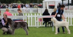 Nom du fichier=Dog_Challenge-3.jpg
Taille du fichier=187Ko
Dimensions : 800x411
Ajouté le : 12 Août 2017 Dog_Challenge-3.jpg