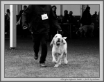 Filename=A_ApplauseJunkie_1_BW.jpg
Filesize=169KiB
Dimensions=1100x871
Date added=Aug 12, 2017 A_ApplauseJunkie_1_BW.jpg