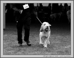 Filename=A_ApplauseJunkie_2_BW.jpg
Filesize=173KiB
Dimensions=1100x871
Date added=Aug 12, 2017 A_ApplauseJunkie_2_BW.jpg