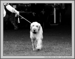 Filename=C_BeezerGeezer_1_BW.jpg
Filesize=159KiB
Dimensions=1100x871
Date added=Aug 12, 2017 C_BeezerGeezer_1_BW.jpg