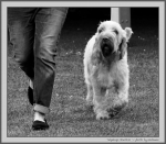 Filename=T_Grazioso_1_BW.jpg
Filesize=198KiB
Dimensions=1100x964
Date added=Aug 12, 2017 T_Grazioso_1_BW.jpg