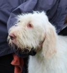 Filename=Ali-Spinone-1.jpg
Filesize=240KiB
Dimensions=800x858
Date added=Aug 12, 2017 Ali-Spinone-1.jpg