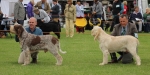 Dateiname=Dog_Lineup-1.jpg
Dateigröße=184KB
Abmessungen: 800x401
hinzugefügt am: 12. August 2017 Dog_Lineup-1.jpg