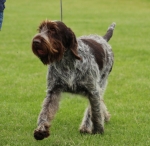 Filename=T-Ettore-2.jpg
Filesize=234KiB
Dimensions=800x779
Date added=Aug 12, 2017 T-Ettore-2.jpg
