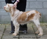 Filename=A-PawsForApplause.jpg
Filesize=221KiB
Dimensions=800x682
Date added=Aug 12, 2017 A-PawsForApplause.jpg