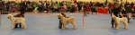 Filename=Dog_lineup.jpg
Filesize=120KiB
Dimensions=900x236
Date added=Aug 12, 2017 Dog_lineup.jpg