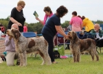 Filename=DogChallenge_1.jpg
Filesize=162KiB
Dimensions=900x650
Date added=Aug 19, 2017 DogChallenge_1.jpg