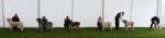 Filename=Dog_Challenge.jpg
Filesize=63KiB
Dimensions=800x189
Date added=Mar 22, 2021 Dog_Challenge.jpg