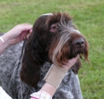 Filename=T-Ettore.jpg
Filesize=206KiB
Dimensions=800x763
Date added=Mar 22, 2021 T-Ettore.jpg