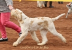 Filename=L-LaSalle.jpg
Filesize=152KiB
Dimensions=718x498
Date added=Aug 12, 2017 L-LaSalle.jpg