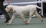Filename=B-Streyga-2.jpg
Filesize=129KiB
Dimensions=800x482
Date added=Mar 22, 2021 B-Streyga-2.jpg