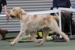 Filename=G-Galli-3.jpg
Filesize=174KiB
Dimensions=800x538
Date added=Mar 22, 2021 G-Galli-3.jpg