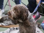 Dateiname=Roscoe.jpg
Dateigröße=194KB
Abmessungen: 800x611
hinzugefügt am: 22. März 2021 Roscoe.jpg