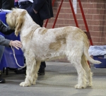 Filename=G-Galli.jpg
Filesize=217KiB
Dimensions=800x726
Date added=Mar 22, 2021 G-Galli.jpg