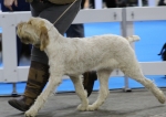 Filename=Prottino-DelVera.jpg
Filesize=157KiB
Dimensions=800x567
Date added=Mar 22, 2021 Prottino-DelVera.jpg