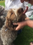 Filename=Doug_the_Dog_28629.jpg
Filesize=96KiB
Dimensions=720x960
Date added=Aug 12, 2017 Doug_the_Dog_28629.jpg
