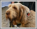 Filename=KevardhuSpectator_2.jpg
Filesize=210KiB
Dimensions=1100x863
Date added=Aug 12, 2017 KevardhuSpectator_2.jpg