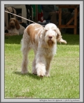 Filename=A_PawsForApplause_1.jpg
Filesize=243KiB
Dimensions=905x1100
Date added=Aug 12, 2017 A_PawsForApplause_1.jpg
