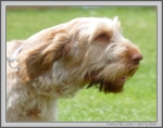 Filename=I_BlueLantern_1.jpg
Filesize=123KiB
Dimensions=1261x1000
Date added=Mar 23, 2021 I_BlueLantern_1.jpg