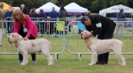 Filename=Dog_Lineup-1.jpg
Filesize=197KiB
Dimensions=800x447
Date added=Mar 23, 2021 Dog_Lineup-1.jpg