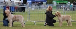 Filename=Dog_Lineup-2.jpg
Filesize=161KiB
Dimensions=800x316
Date added=Mar 23, 2021 Dog_Lineup-2.jpg