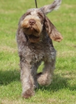 Filename=M-Hugo-2.jpg
Filesize=364KiB
Dimensions=800x1093
Date added=Mar 23, 2021 M-Hugo-2.jpg