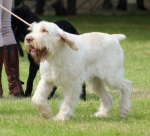 Filename=M-WhiteBryony.jpg
Filesize=226KiB
Dimensions=800x727
Date added=Mar 23, 2021 M-WhiteBryony.jpg