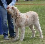 Filename=G-Dolcissimo.jpg
Filesize=296KiB
Dimensions=800x769
Date added=Mar 23, 2021 G-Dolcissimo.jpg