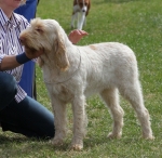 Filename=T-Grazioso.jpg
Filesize=298KiB
Dimensions=800x780
Date added=Mar 23, 2021 T-Grazioso.jpg