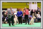 Filename=BeardoniPuppies_1.jpg
Filesize=153KiB
Dimensions=1000x680
Date added=Mar 23, 2021 BeardoniPuppies_1.jpg