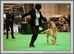 Filename=G_Galli.jpg
Filesize=108KiB
Dimensions=1000x731
Date added=Mar 23, 2021 G_Galli.jpg
