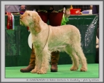 Filename=R_Cherriecola_2.jpg
Filesize=150KiB
Dimensions=1000x796
Date added=Mar 23, 2021 R_Cherriecola_2.jpg