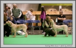 Filename=YB_1.jpg
Filesize=127KiB
Dimensions=1000x642
Date added=Mar 23, 2021 YB_1.jpg