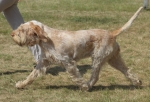 Filename=G-Galli.jpg
Filesize=220KiB
Dimensions=800x548
Date added=Mar 23, 2021 G-Galli.jpg