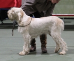 Filename=C-LimonCino.jpg
Filesize=181KiB
Dimensions=800x665
Date added=Mar 23, 2021 C-LimonCino.jpg