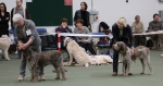 Filename=Dog_lineup-1.jpg
Filesize=154KiB
Dimensions=800x426
Date added=Mar 23, 2021 Dog_lineup-1.jpg