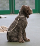Nom du fichier=Puppy.jpg
Taille du fichier=243Ko
Dimensions : 800x897
Ajouté le : 23 Mars 2021 Puppy.jpg