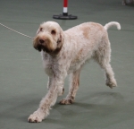 Filename=Aurelia-TheExplorer-1.jpg
Filesize=179KiB
Dimensions=800x769
Date added=Mar 23, 2021 Aurelia-TheExplorer-1.jpg