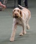 Filename=G-Galli-1.jpg
Filesize=230KiB
Dimensions=800x964
Date added=Mar 23, 2021 G-Galli-1.jpg