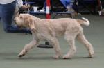 Inca-Volata-3.jpg