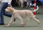Inca-Volata-6.jpg
