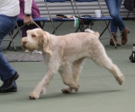 Inca-Volata-8.jpg