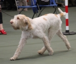 Filename=L-Polydeuces-2.jpg
Filesize=176KiB
Dimensions=800x676
Date added=Mar 23, 2021 L-Polydeuces-2.jpg